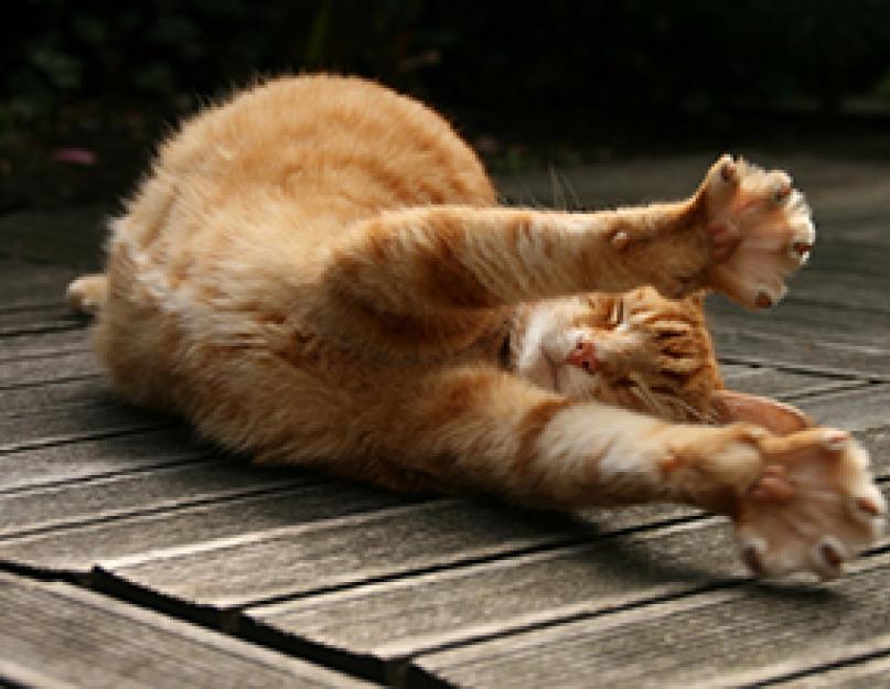 Упражнение «Кошка» для спины и позвоночника — виды и техника выполнения. Упражнение «Кошечка» для спины - описание, особенности и рекомендации Упражнение кошка как его правильно делать