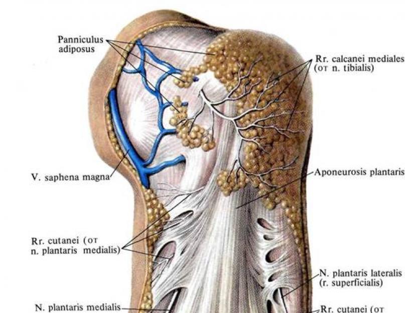 Срединные мышцы стопы. Анатомия мышц, управляющих стопой Мышцы подошвы