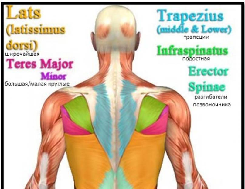 Анатомия глубоких и поверхностных мышц спины человека. Болит спина