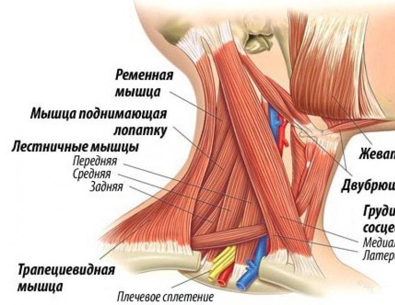 Схема мышц верхних конечностей. Мышцы тела человека: головы, шеи, туловища, верхних и нижних конечностей