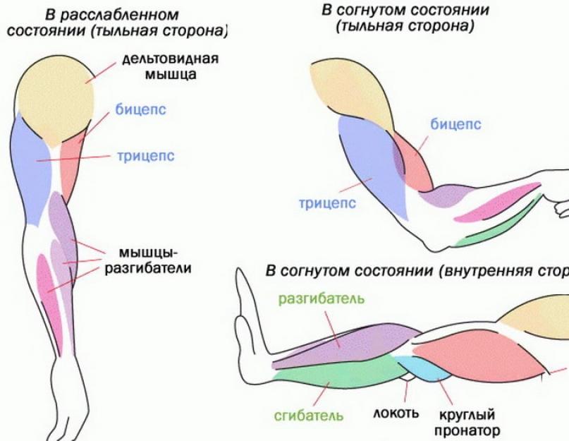 Бицепс и трицепс и локтевая. Как называются мышцы на руках. Мышцы руки схема. Мышцы руки человека схема с названиями. Мышцы руки анатомия бицепс трицепс.